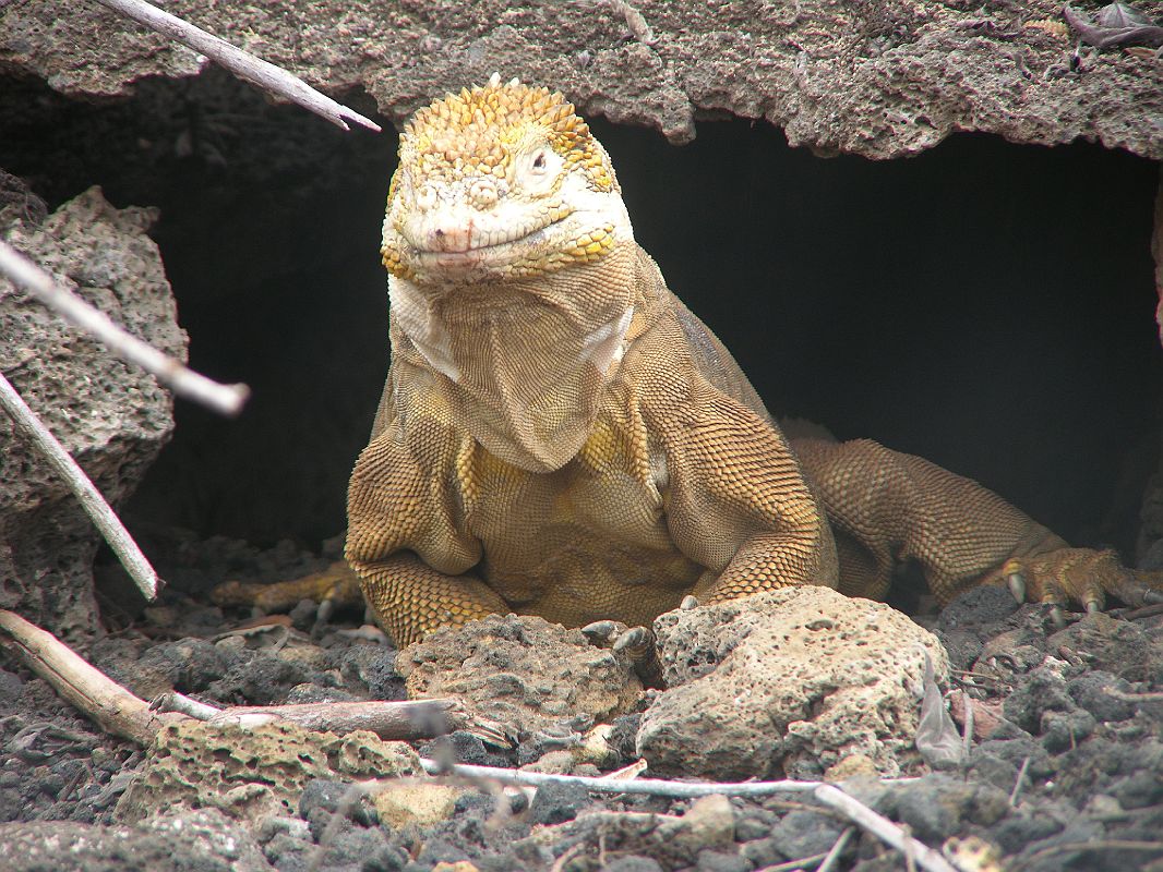 Galapagos 5-1-08 Puerto Ayora Darwin Research Station Land Iguana